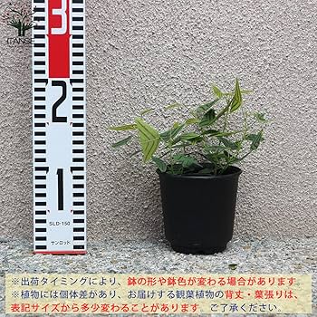翼苗木 Amazon｜ヒコウキ草(飛行機草)3.5号鉢【品種で選べる観葉植物